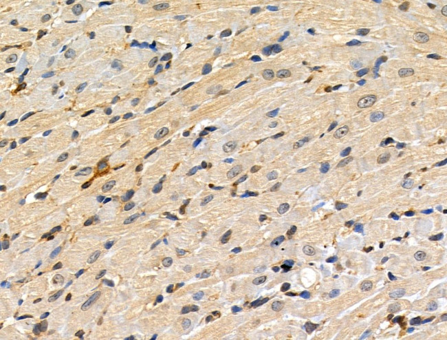 Phospho-MEK3/MEK6 (Ser189, Thr193) Antibody in Immunohistochemistry (Paraffin) (IHC (P))