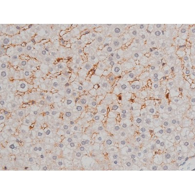 Phospho-p70 S6 Kinase (Thr252) Antibody in Immunohistochemistry (Paraffin) (IHC (P))