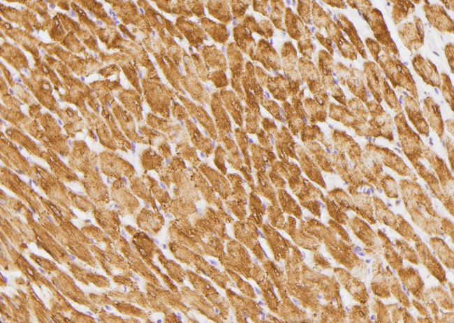 Phospho-Phospholamban (Ser16, Thr17) Antibody in Immunohistochemistry (Paraffin) (IHC (P))