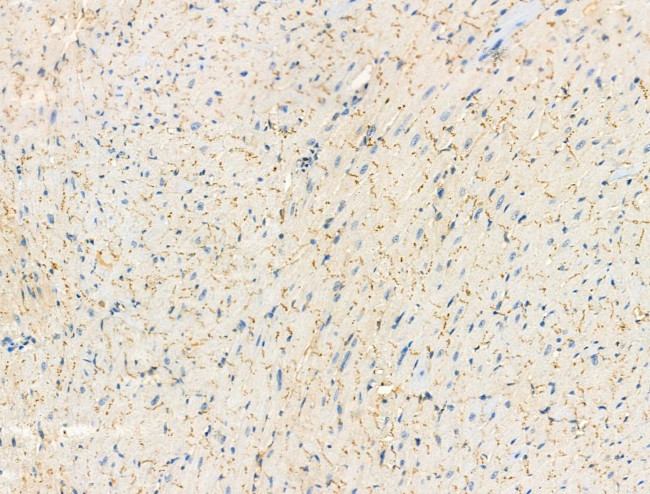 Phospho-Phospholamban (Ser714) Antibody in Immunohistochemistry (Paraffin) (IHC (P))