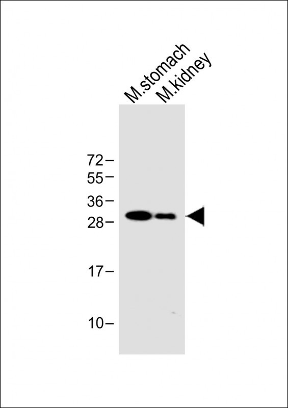 PSCA Antibody in Western Blot (WB)