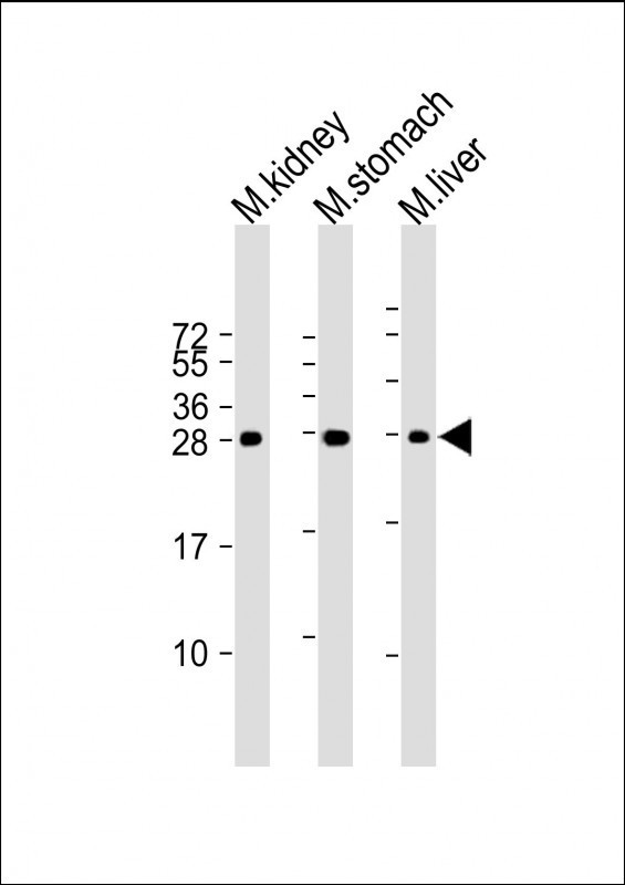 PSCA Antibody in Western Blot (WB)