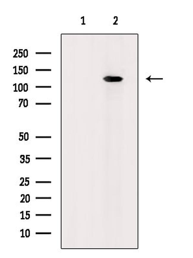 Phospho-RB1 (Ser788) Antibody in Western Blot (WB)