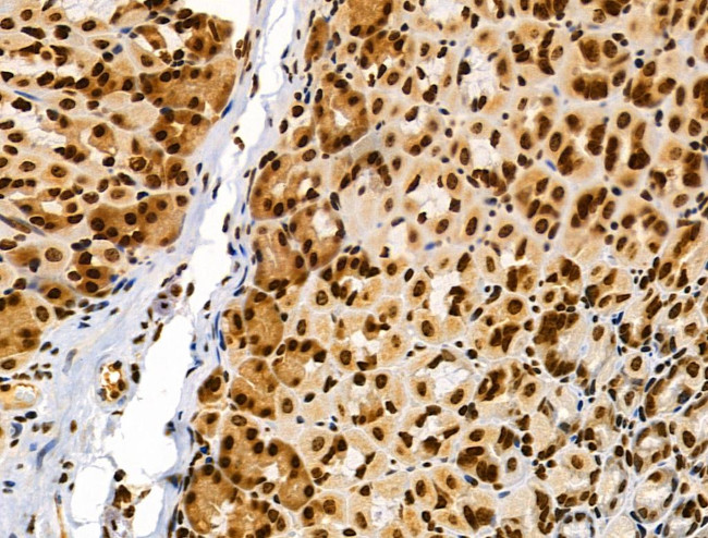 Phospho-RSK Pan (Ser221, Ser227, Ser218, Ser232) Antibody in Immunohistochemistry (Paraffin) (IHC (P))