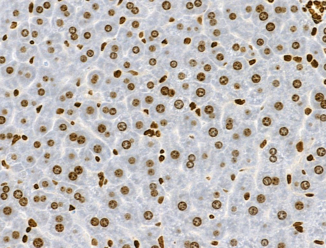 Phospho-RSK Pan (Ser221, Ser227, Ser218, Ser232) Antibody in Immunohistochemistry (Paraffin) (IHC (P))