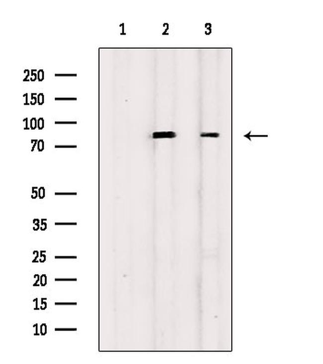 Phospho-RSK Pan (Ser221, Ser227, Ser218, Ser232) Antibody in Western Blot (WB)