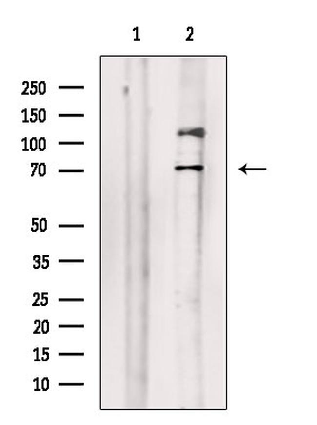 Phospho-SAMHD1 (Thr592) Antibody in Western Blot (WB)