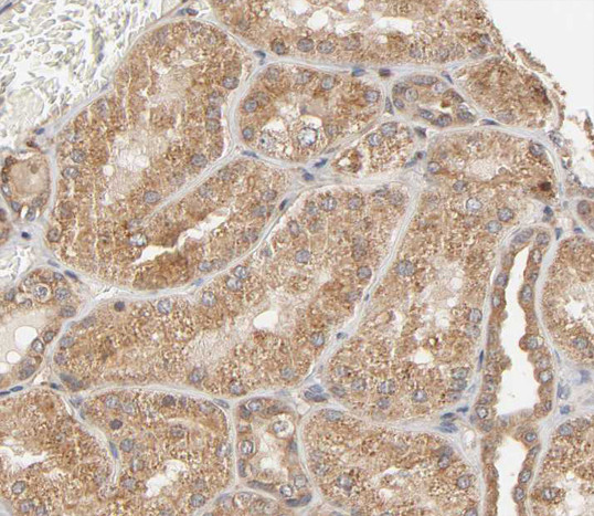 Phospho-SHP2 (Tyr580) Antibody in Immunohistochemistry (Paraffin) (IHC (P))