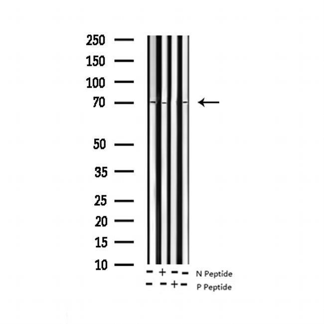 Phospho-SHP2 (Tyr580) Antibody in Western Blot (WB)