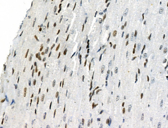 Phospho-SMAD5 (Ser463, Ser465) Antibody in Immunohistochemistry (Paraffin) (IHC (P))