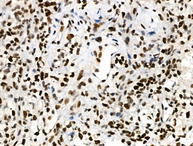 Phospho-SMAD5 (Ser463, Ser465) Antibody in Immunohistochemistry (Paraffin) (IHC (P))