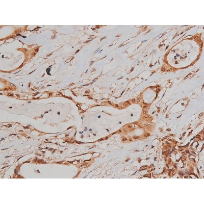 Phospho-Tau (Ser579) Antibody in Immunohistochemistry (Paraffin) (IHC (P))