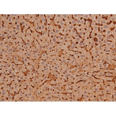 Phospho-Tau (Ser579) Antibody in Immunohistochemistry (Paraffin) (IHC (P))