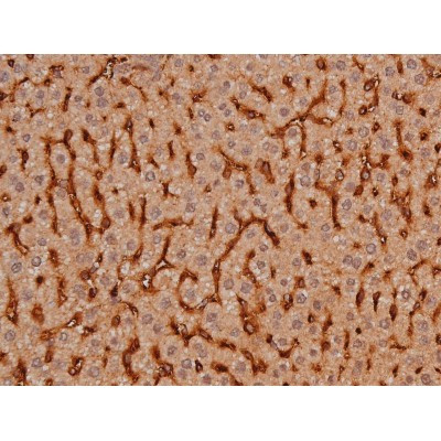 Phospho-Tau (Ser579) Antibody in Immunohistochemistry (Paraffin) (IHC (P))