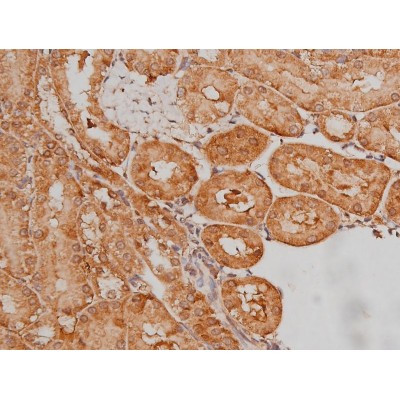 Phospho-Tau (Ser579) Antibody in Immunohistochemistry (Paraffin) (IHC (P))