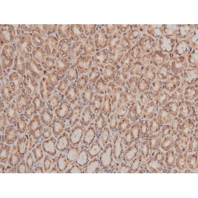 Phospho-Tau (Ser579) Antibody in Immunohistochemistry (Paraffin) (IHC (P))