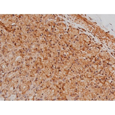 Phospho-Tau (Ser579) Antibody in Immunohistochemistry (Paraffin) (IHC (P))