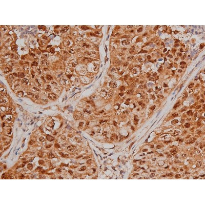 Phospho-Tau (Ser579) Antibody in Immunohistochemistry (Paraffin) (IHC (P))