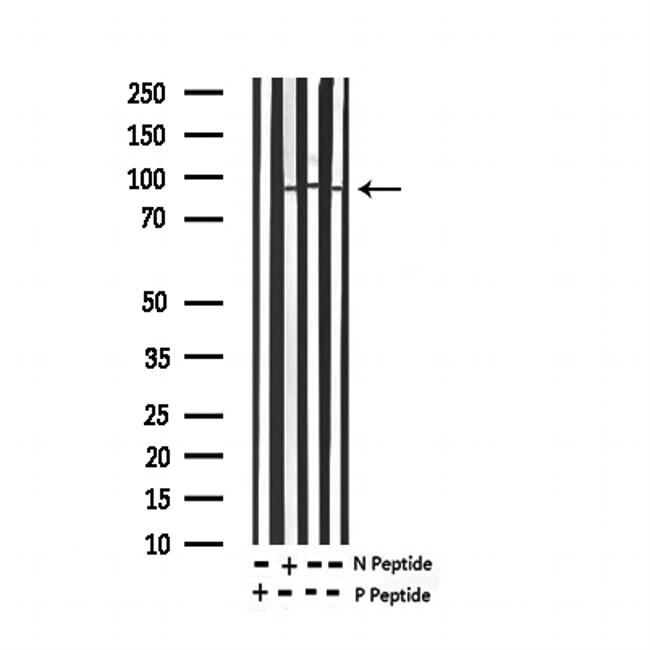 Phospho-Tau (Ser579) Antibody in Western Blot (WB)