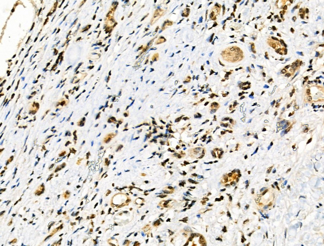 Phospho-TFEB (Ser211) Antibody in Immunohistochemistry (Paraffin) (IHC (P))