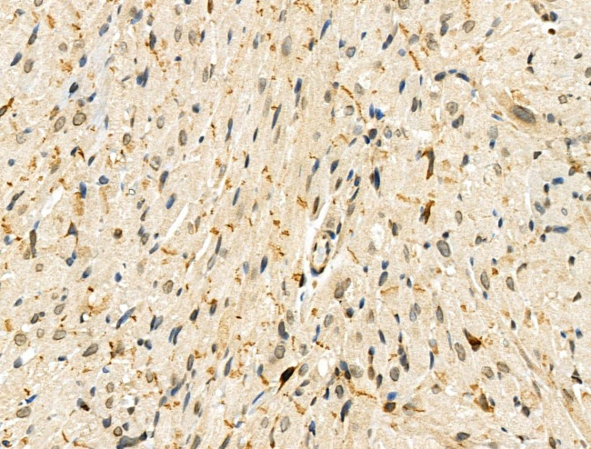 Phospho-ZEB2 (Ser784) Antibody in Immunohistochemistry (Paraffin) (IHC (P))