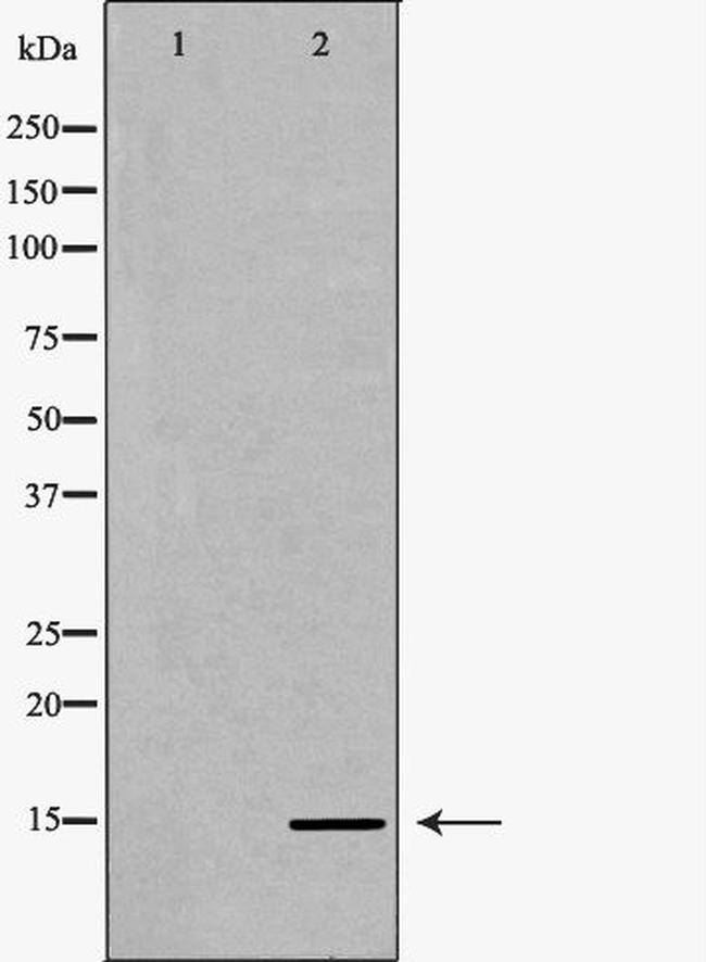 H3K36me1 Antibody in Western Blot (WB)