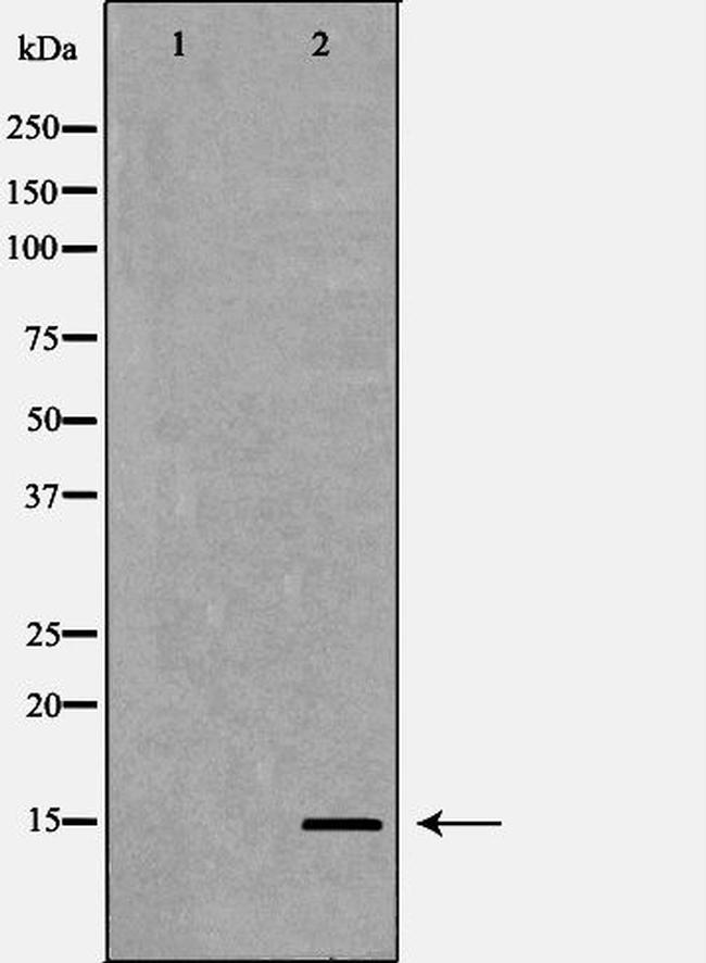 H3K4me2 Antibody in Western Blot (WB)