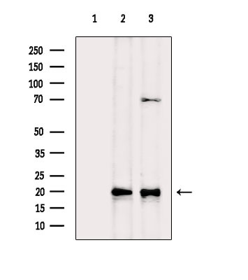 Caspase 3 (Cleaved Asp175) Antibody in Western Blot (WB)