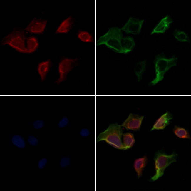 Caspase 3 (Cleaved Asp175) Antibody in Immunocytochemistry (ICC/IF)