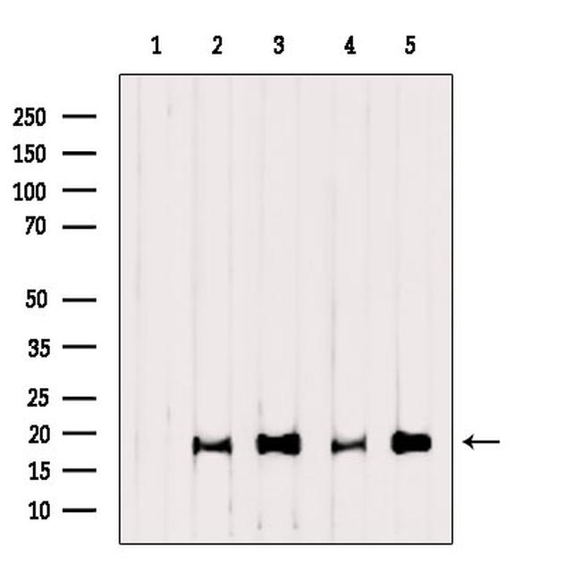 Caspase 3 (Cleaved Asp175) Antibody in Western Blot (WB)