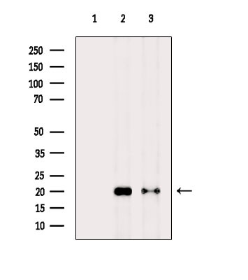 H2A.Zac pan-acetyl (K4,K7,K11,K13) Antibody in Western Blot (WB)