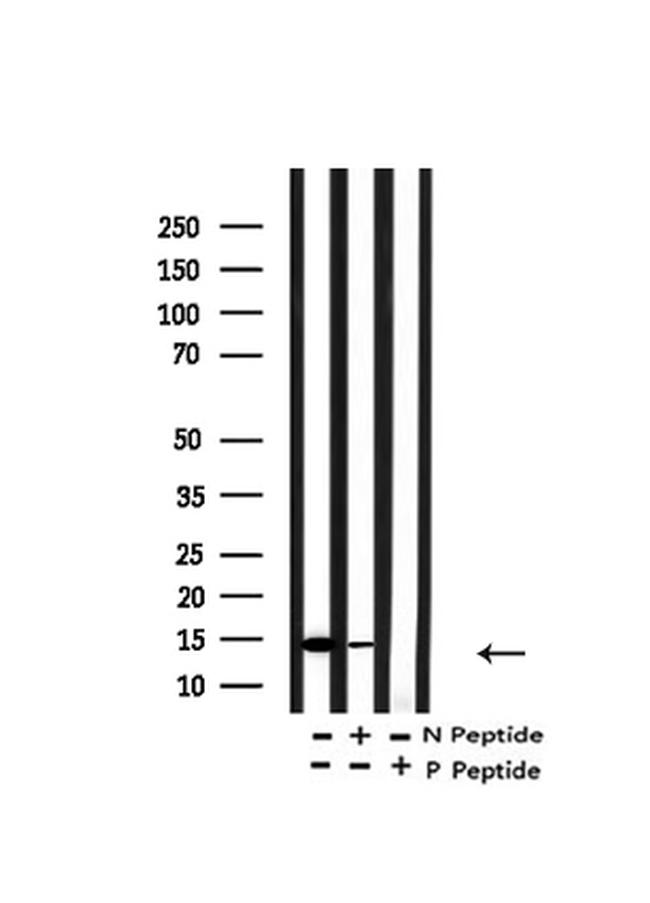 H2A.Zac pan-acetyl (K4,K7,K11,K13) Antibody in Western Blot (WB)