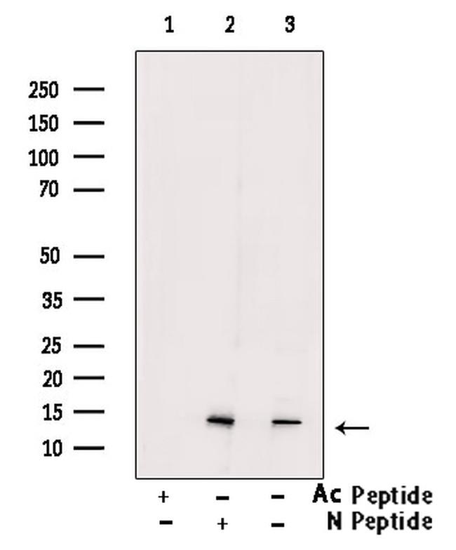 H2A.Zac pan-acetyl (K4,K7,K11,K13) Antibody in Western Blot (WB)