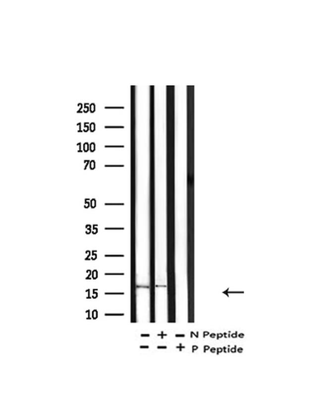 Histone H3ac (pan-acetyl) Antibody in Western Blot (WB)