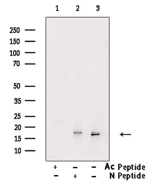 Histone H3ac (pan-acetyl) Antibody in Western Blot (WB)