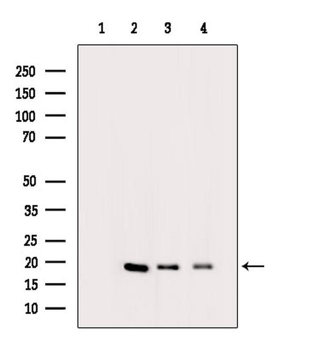 Histone H3ac (pan-acetyl) Antibody in Western Blot (WB)