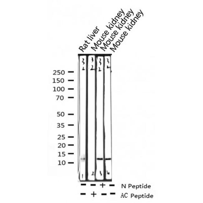 H4K5ac Antibody in Western Blot (WB)