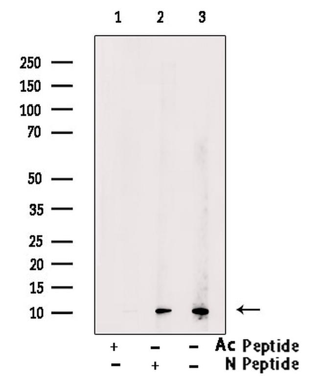 H4K5ac Antibody in Western Blot (WB)