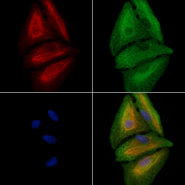 CANT1 Antibody in Immunocytochemistry (ICC/IF)