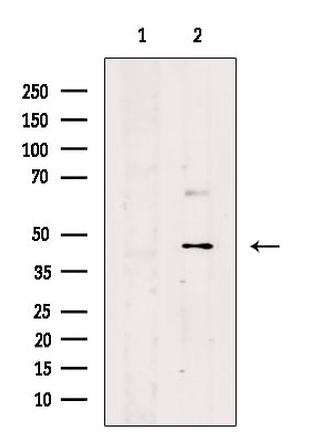 CANT1 Antibody in Western Blot (WB)