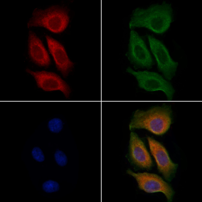 CD48 Antibody in Immunocytochemistry (ICC/IF)