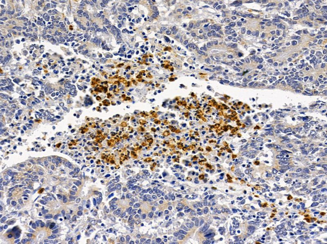 CD48 Antibody in Immunohistochemistry (Paraffin) (IHC (P))