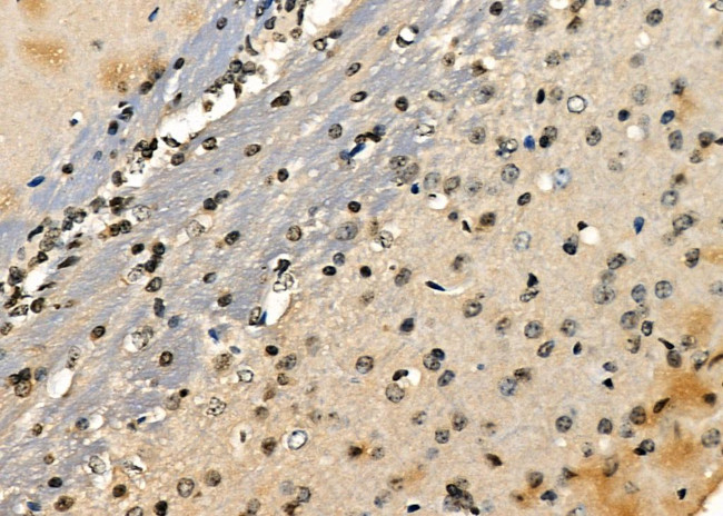 E2F7 Antibody in Immunohistochemistry (Paraffin) (IHC (P))