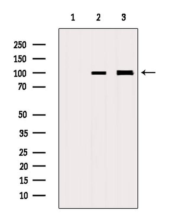 E2F7 Antibody in Western Blot (WB)