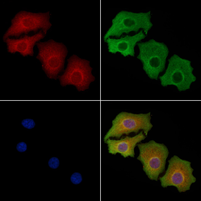 GPR83 Antibody in Immunocytochemistry (ICC/IF)