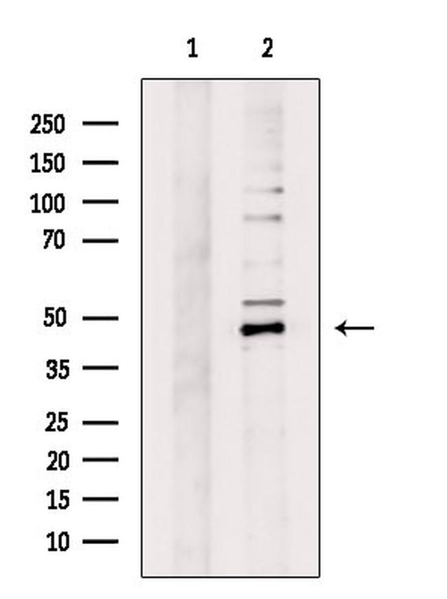 GPR83 Antibody in Western Blot (WB)