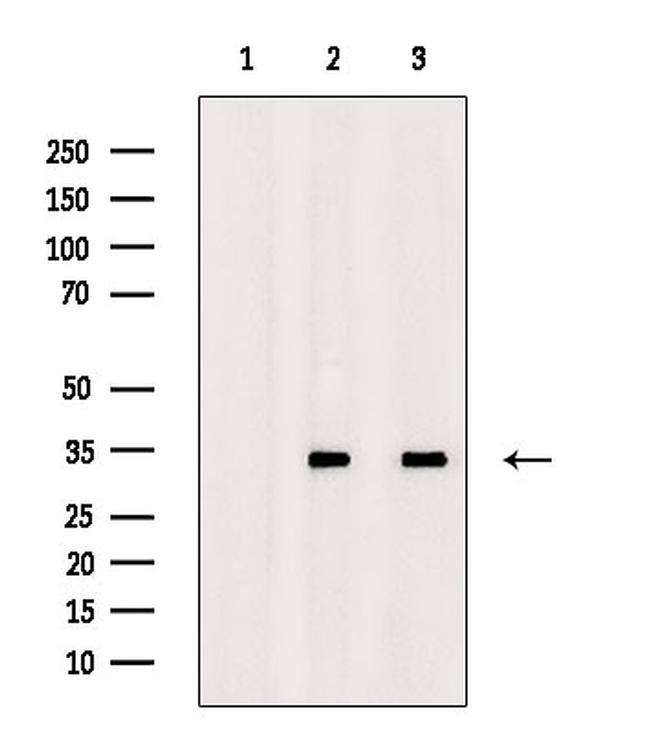 ING2 Antibody in Western Blot (WB)