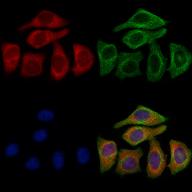 KCNN1 Antibody in Immunocytochemistry (ICC/IF)