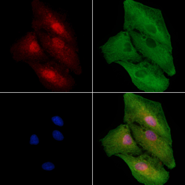 POU3F2 Antibody in Immunocytochemistry (ICC/IF)