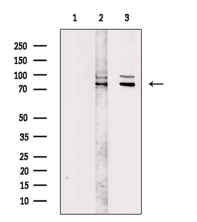 TAB3 Antibody in Western Blot (WB)